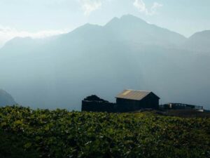 Leia mais sobre o artigo Montanha e Planície
