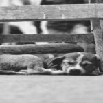 Leia mais sobre o artigo O Misterioso desaparecimento dos Cães da Vila de Beruri PARTE I