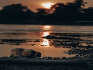 Leia mais sobre o artigo Ecologia integral: uma conversa entre amigos II